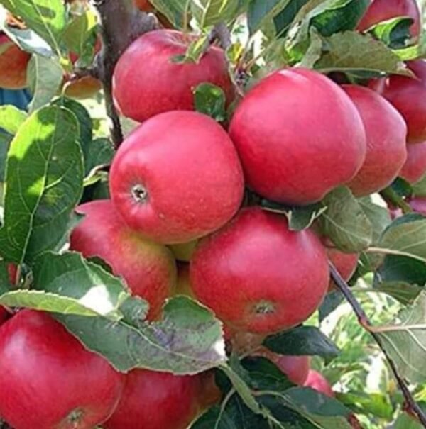 Anna Apple plant