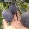 Black Stone Mango Plant