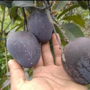 Black Stone Mango Plant