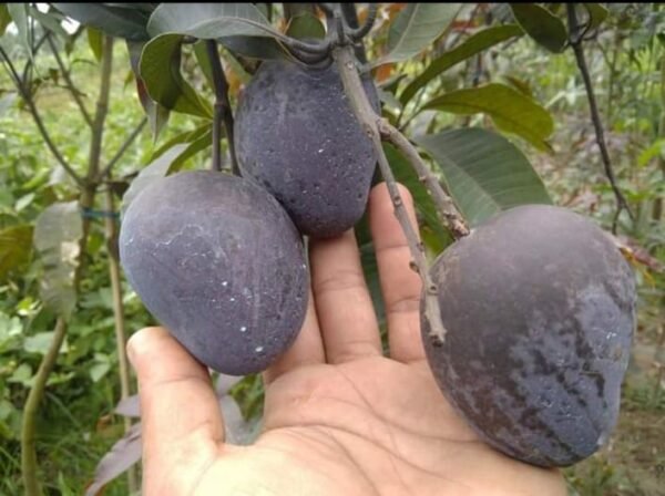 Black Stone Mango Plant