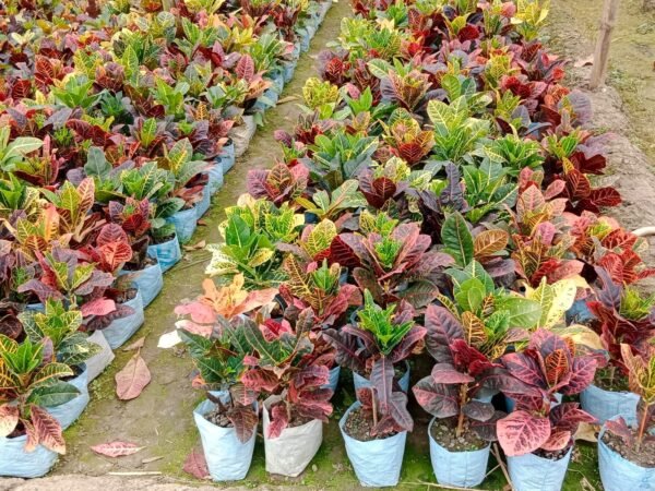 Croton Plant