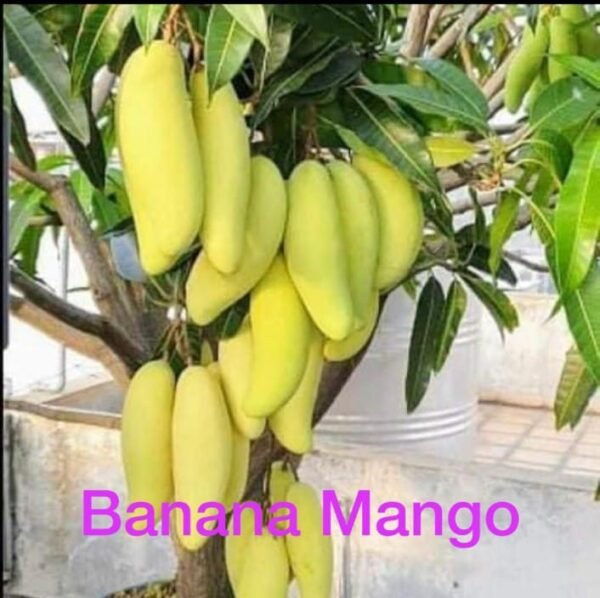 Banana mango plant