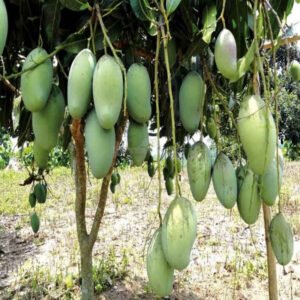 Kati Moni Mango Plant