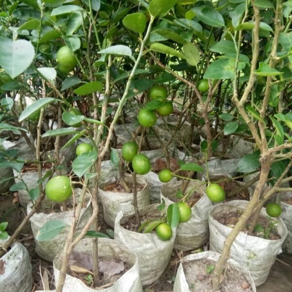 Kati Moni Mango Plant