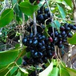 JAMUN