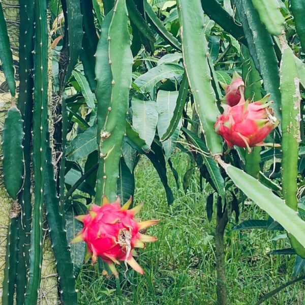 Red dragon plant