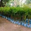 Chaina bambu plant