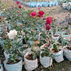 Rose Flower Plant