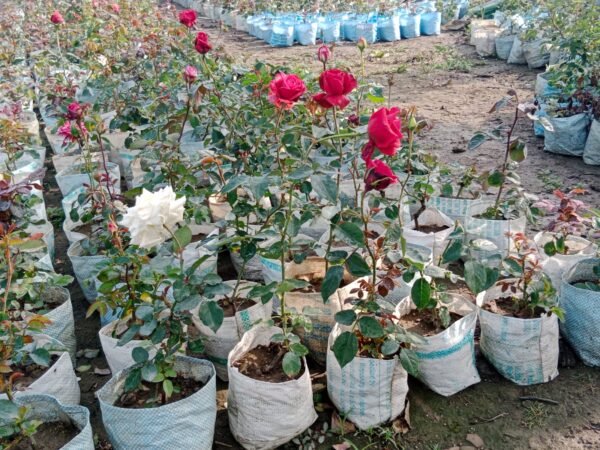 Rose Flower Plant