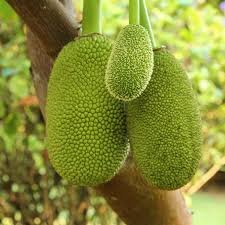 JACKFRUIT